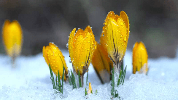 Crocus flowers push through the snow